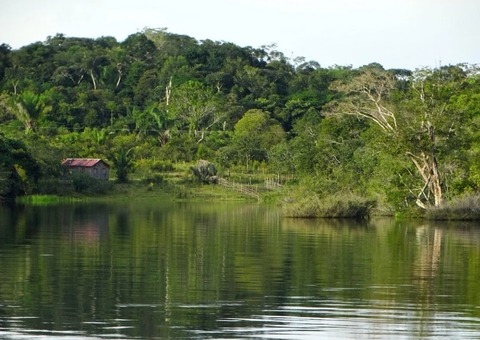 Florestas plantadas no Brasil somam 9,3 milhões de hectares em 2020