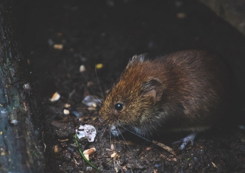 FVS alerta para prevenção à leptospirose; doença aumenta durante vazante