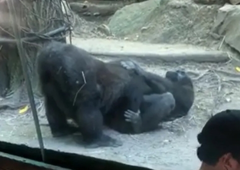 Gorilas fazem sexo oral na frente de visitantes de zoológico; Vídeo viralizou