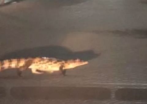 Jacaré é flagrado atravessando rua na calada da noite em Manaus; Vídeo  