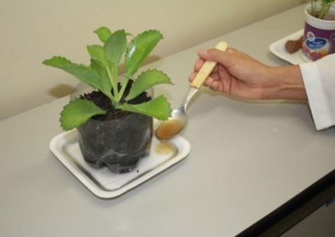 Óleos vegetais podem combater larvas de mosquitos da malária e dengue, diz pesquisadora do Inpa