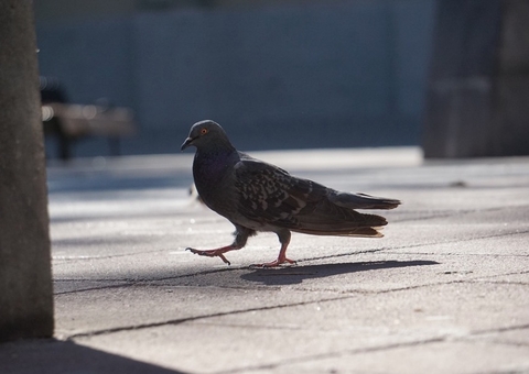 Pombo preso em fio de alta tensão é salvo por drone com uma faca