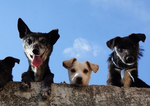 Outubro Rosa: Medicamentos manipulados ajudam no tratamento do câncer em pets