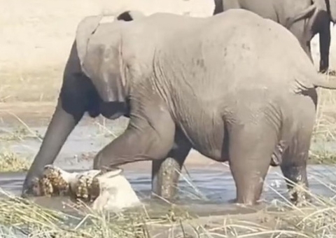 Elefante pisoteia crocodilo até a morte após tentar comer seu filho