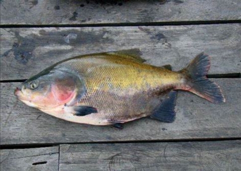 Pesquisa amazonense sobre alimentação de tambaquis é destaque internacional