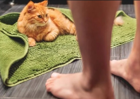 Por que os animais seguem os donos quando vão ao banheiro?