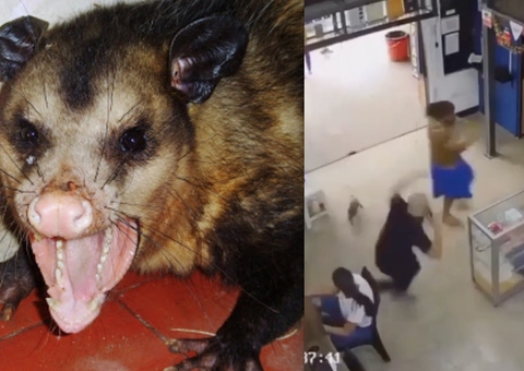 Mucura invade loja e assusta clientes no Centro de Manaus; vídeo