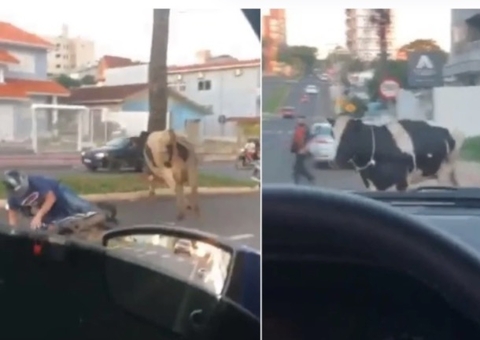 Vaca em fuga ‘atropela’ motociclista e vídeo inusitado viraliza; assista