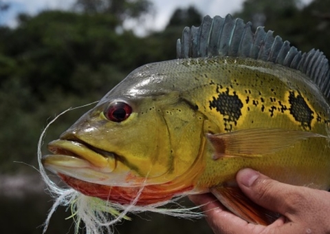 Professores de ciências pesqueiras da Ufam pedem revisão do projeto de pesca de tucunaré no Amazonas