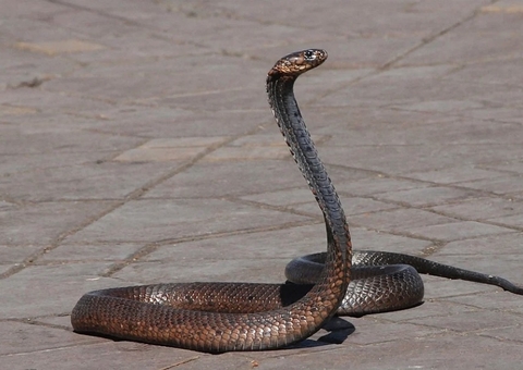 Homem perde metade de pênis por picada de cobra na África do Sul