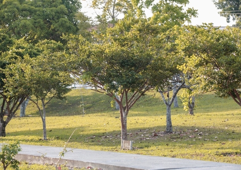 Concurso vai premiar em R$ 5 mil para foto da árvore mais bonita de Manaus