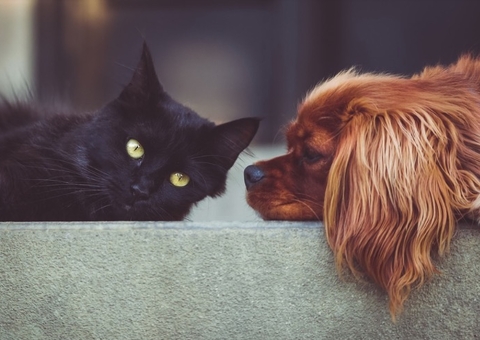 Multa para quem maltratar animais será de até R$ 50 mil no Amazonas 