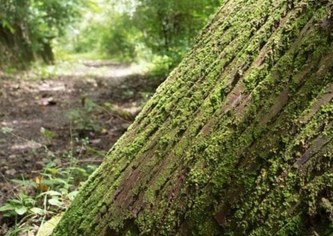 Ladrão faz arrastão e prende visitantes do Musa em sala de serpentes em Manaus