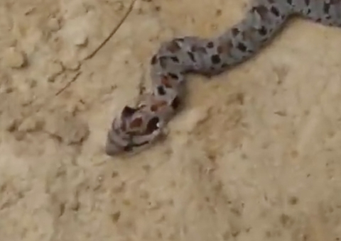 Cobra que se finge de morta viraliza nas redes sociais; veja vídeo