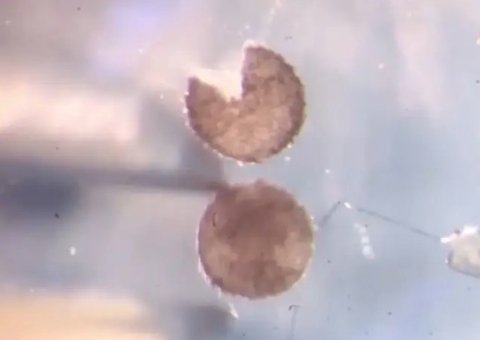 Cientistas criaram "robôs vivos" capazes de se reproduzirem