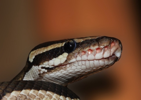 Vídeo mostra Cobra-rei e Píton em luta mortal por sobrevivência; veja