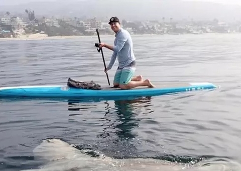 Durante stand up atleta é surpreendido por peixe-lua gigante; veja fotos