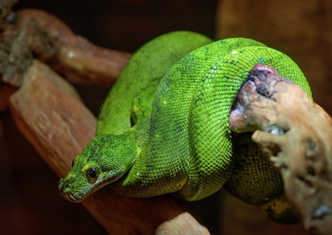  Família encontra cobra venenosa em árvore de Natal