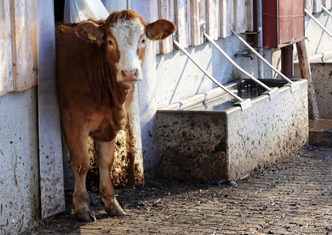 Bezerro com duas cabeças nasce vivo em caso super raro; veja vídeo