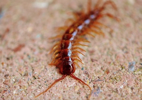 Fóssil de centopeia do tamanho de um carro é descoberto 