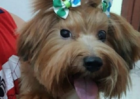  Família oferece recompensa para encontrar yorkshire perdido em Manaus