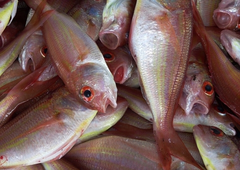 Fenômeno bizarro faz 'chover' peixes nos Estados Unidos