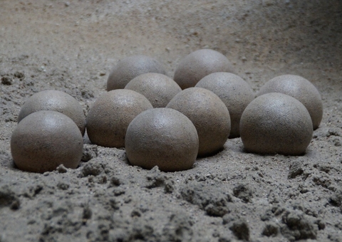 Ninhada de ovos de dinossauro é descoberta no interior paulista