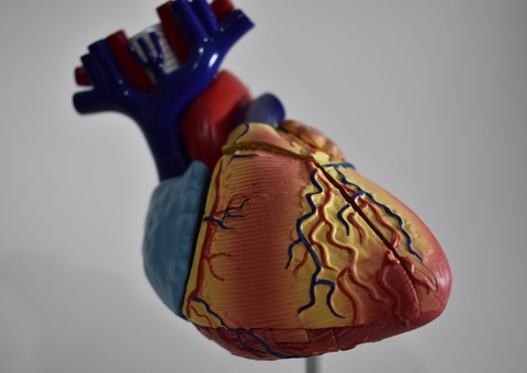 Homem se recupera após transplante com coração de porco