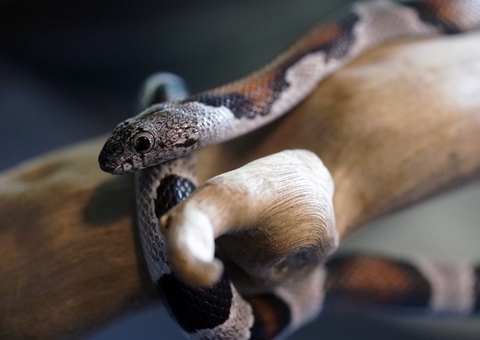 Homem grava cobra comendo a si mesma; vídeo impressionante
