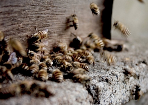 Especialista explica como extrato de própolis ajuda a fortalecer a imunidade