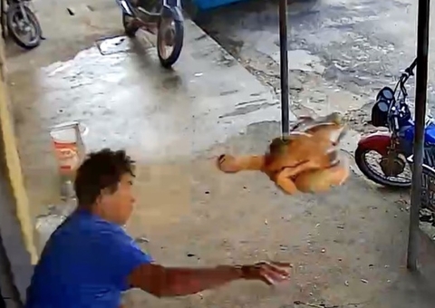 Homem atira frango contra assaltante para evitar fuga; Vídeo 