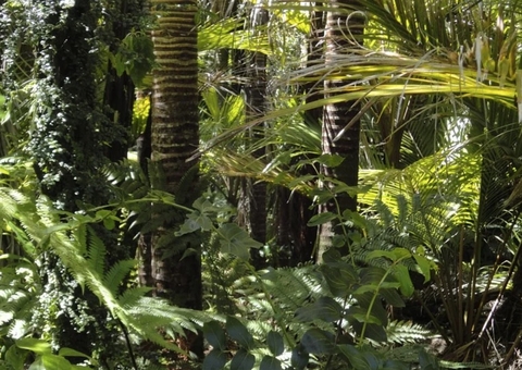 Três homens saem para caçar e se perdem em mata no Amazonas