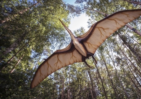 Museu de Ciências da Terra apresenta fóssil de pterossauro repatriado
