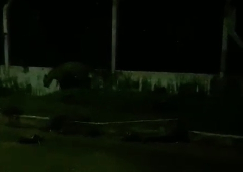 Vídeo: Morador flagra onça em estrada de aeroporto de Tefé após forte chuva