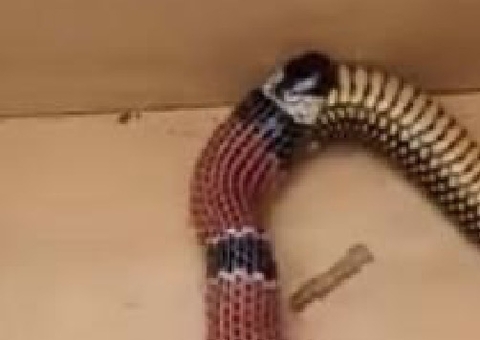 Vídeo impressionante mostra cobra vomitando outra cobra