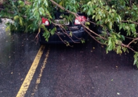 Árvore cai em cima de carro durante chuva e via é interditada em Manaus 