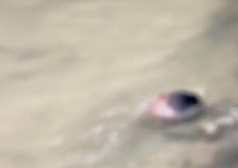 Decapitado, corpo de jovem é encontrado em córrego de Manaus