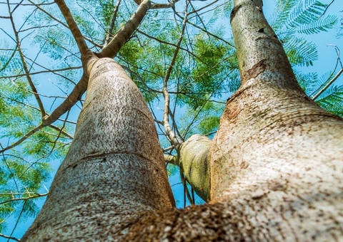 Criança morre após cair de árvore no Amazonas 