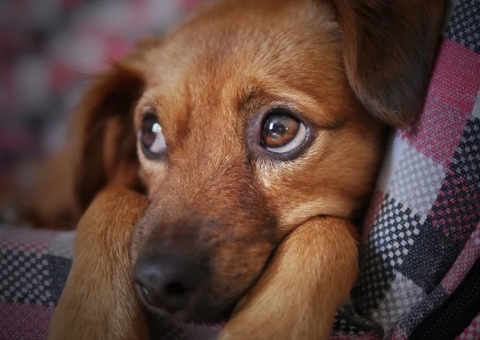 Homem é preso após cortar rabos de cachorros filhotes com faca 