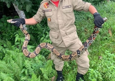 Vídeo: Jiboia é flagrada em chácara de Manaus