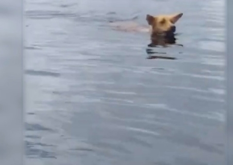 Vídeo: Cachorro é resgatado nadando no meio do Rio Negro, no Amazonas