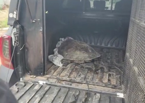 Após roubo de 150 tartarugas, suspeitos são presos no Amazonas