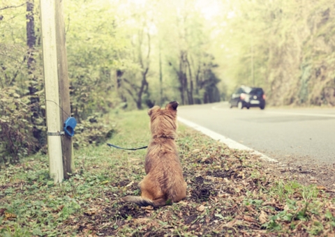 Projeto prevê implante de microchip em animais para controle de abandono no Amazonas