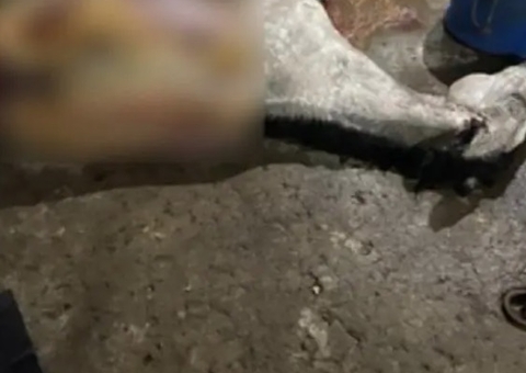 Abatedouro vendia carne de cavalo como de boi em MG 