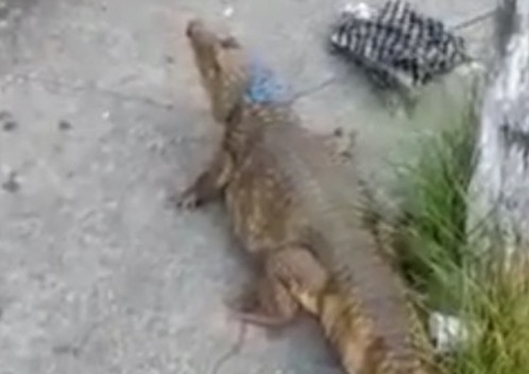 Jacaré é amarrado em poste no Centro de Manaus; vídeo