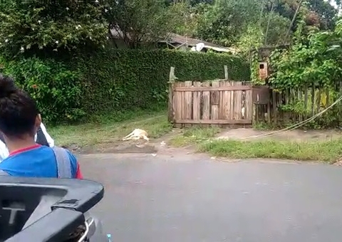 Cachorro é eletrocutado e evita morte de crianças após fio romper em Manaus