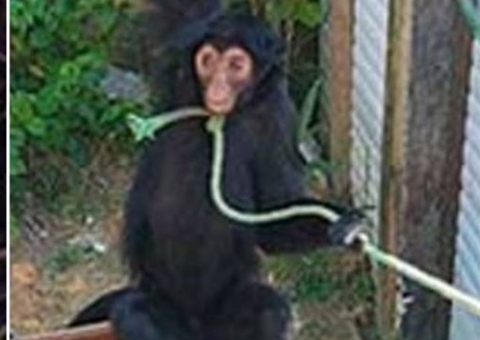 Amarrado pelo pescoço, macaco é resgatado de cativeiro em Manaus