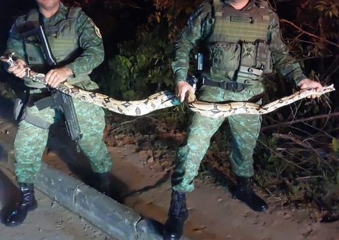 Cobra invade condomínio e é capturada pelo Batalhão Ambiental em Manaus