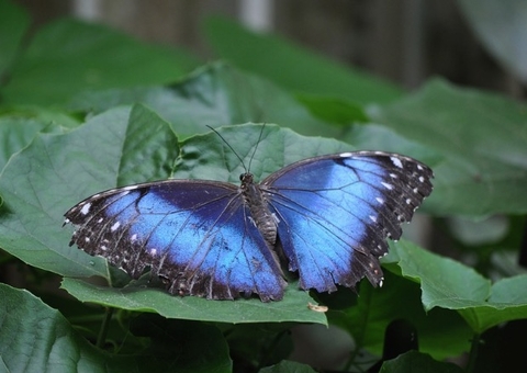 Museu da Amazônia inaugura Casa de Borboletas neste domingo