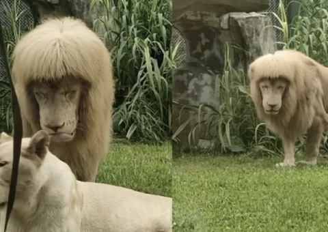 Leão com franja em zoológico da China divide opiniões